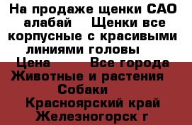 На продаже щенки САО (алабай ). Щенки все корпусные с красивыми линиями головы . › Цена ­ 30 - Все города Животные и растения » Собаки   . Красноярский край,Железногорск г.